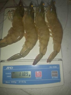 میگو کیلویی چند